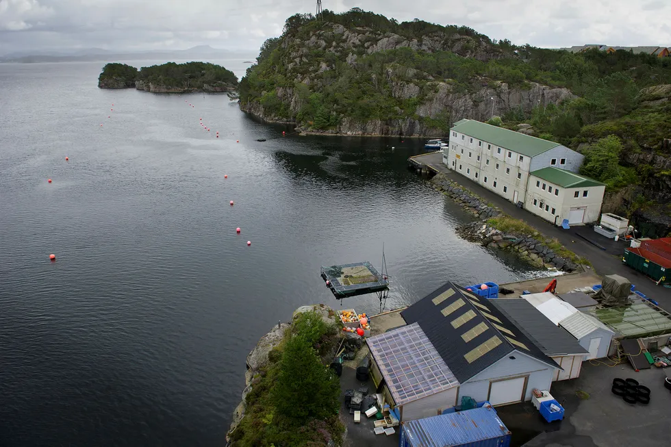 I Øygarden utenfor Bergen er dyrkingen av sjøpunger i gang. En del av «Project Ocean» går ut på å bruke sjøpunger til å rense havet og samtidig produsere fôr til fiskeoppdrett. Foto: Helge Skodvin