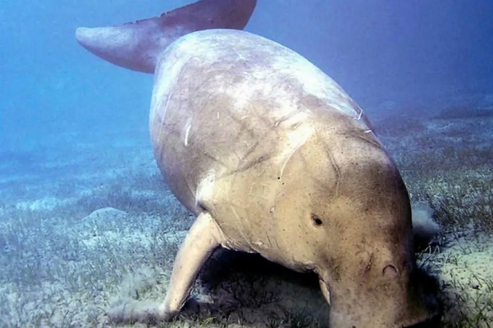 Threatened: a dugong in Bazaruto Archipelago National Park off Mozambique, which hosts the largest viable population of these rare mammals in the western Indian Ocean