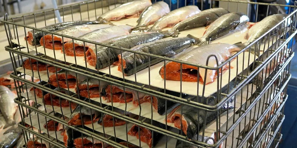 Fresh Alaska sockeye salmon at Alaska General Seafoods' processing facility.