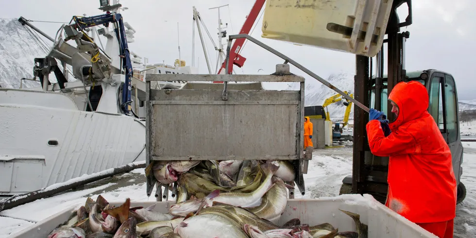 Lerøy sysselsetter over 1100 årsverk i villfangstnæringen i Norge, av dem over 700, ansatte i fiskeindustrien, over 600 i Nord-Norge, herav under 10 prosent innleie, resten egne ansatte. Bildet er fra Norway Seafoods avdeling Tromvik.