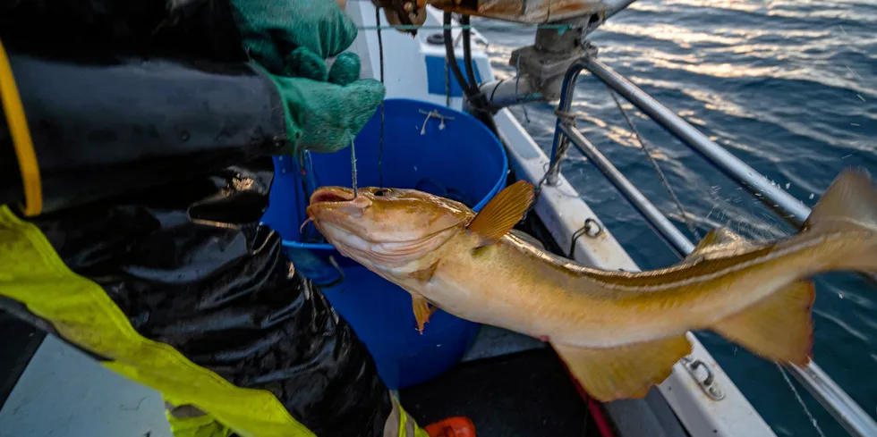 Forskerne har merket flere hundre torsk i finnmarksfjorder i en forskningsprosjekt. Resultatene viser at flere skrei enn antatt blir værende ved kysten.