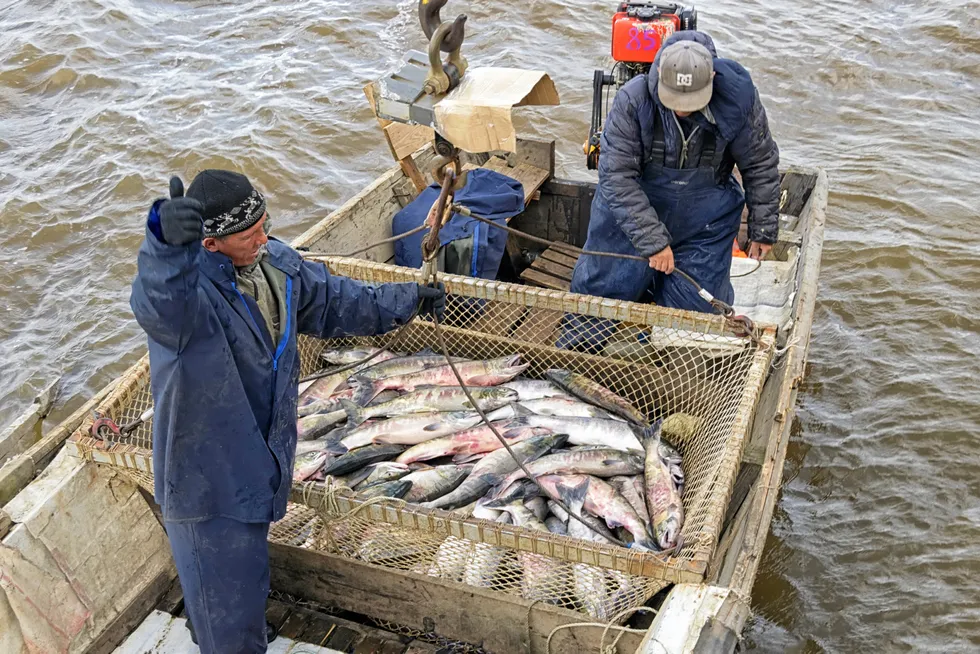 According to preliminary data from Russia’s federal statistics service, Rosstat, the volume of the country’s seafood exports climbed 13 percent through November year-on-year to 2.1 million metric tons, worth $5.2 billion (€4.8 million).