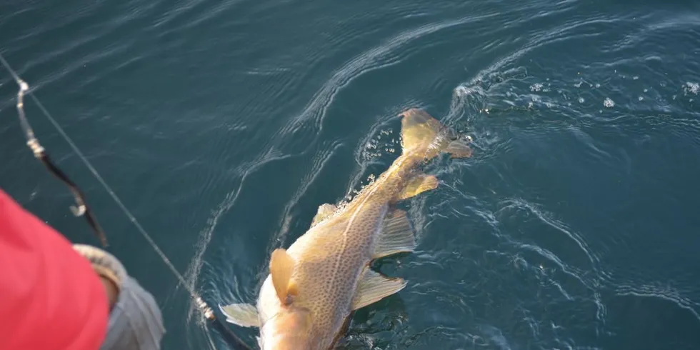 Forskerne har funnet plast i magen på torsken. Selv om det er lite sammenlignet med hva som finnes i magen på fisk andre steder i verden, er det fortsatt urovekkende. Illustrasjonsfoto: Einar Lindbæk