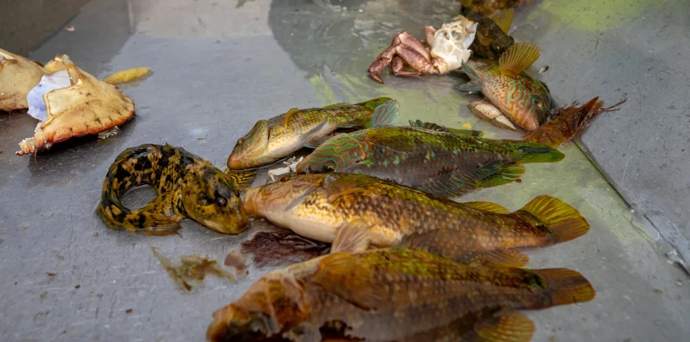 Etter at det ble innført nye minste og maksmåls krav for fisket etter berggylt, har fangsttallene for leppefisk gått drastisk ned for Sørlandet.