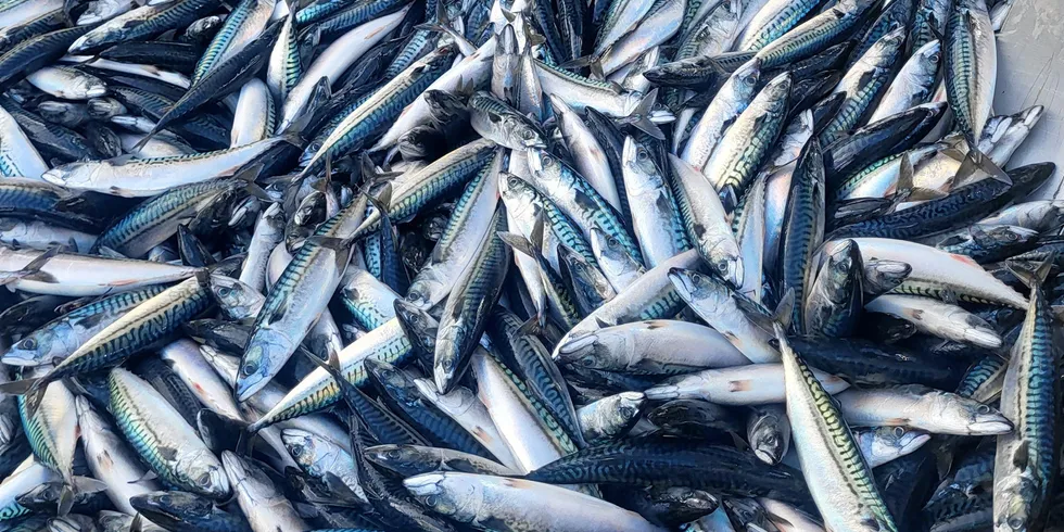 Norge eksporterte 48.448 tonn makrell til en verdi av 1,1 milliarder kroner i november. Bildet viser en fangst fra «Gerda Marie» fra tidligere i år.