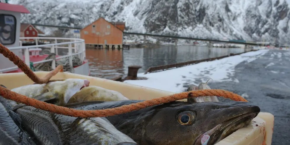 Torsk på kaia i Svolvær. Foto: Kjersti Kvile