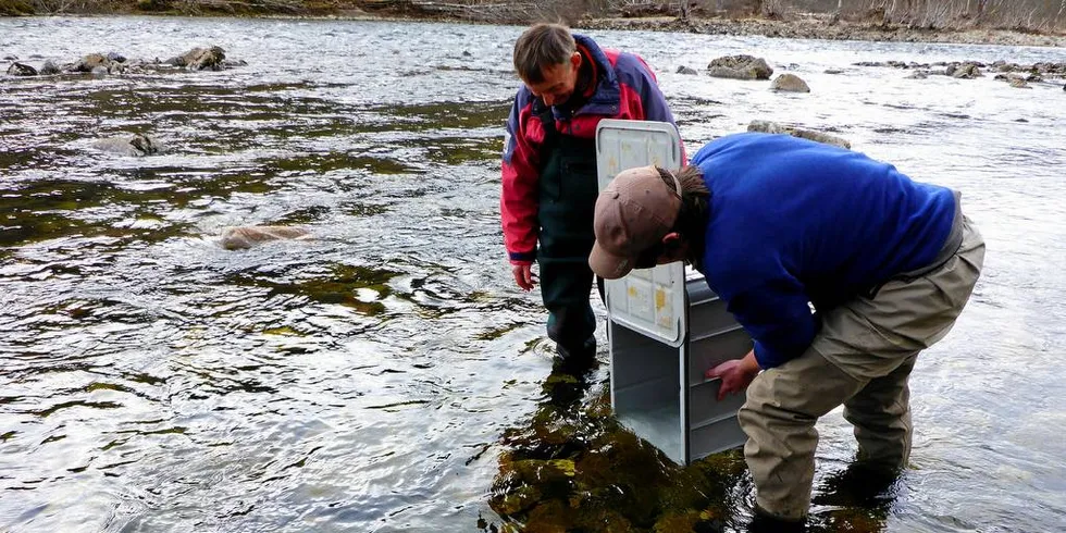 VOSSOLAKSEN: Regjeringen bevilger likevel penger til genbank i Hardanger.Illustrasjonsfoto: Henning Urke