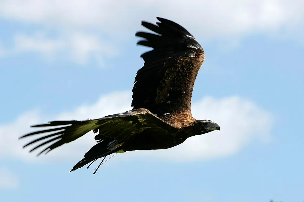 Swooping in: Carnarvon has been awarded a 100% interest int he Eagle project off Western Australia
