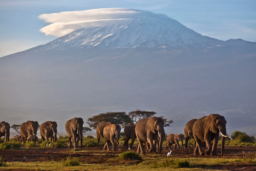 Big plans: a herd of elephants with Tanzania's Mount Kilimanjaro in the background
