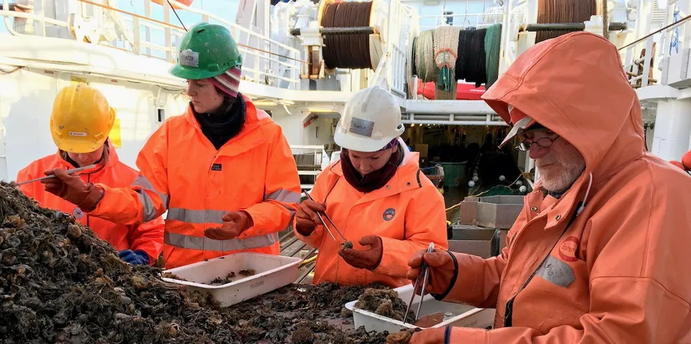 Sortering av bunndyr ombord på forskningsskipet «Helmer Hanssen».