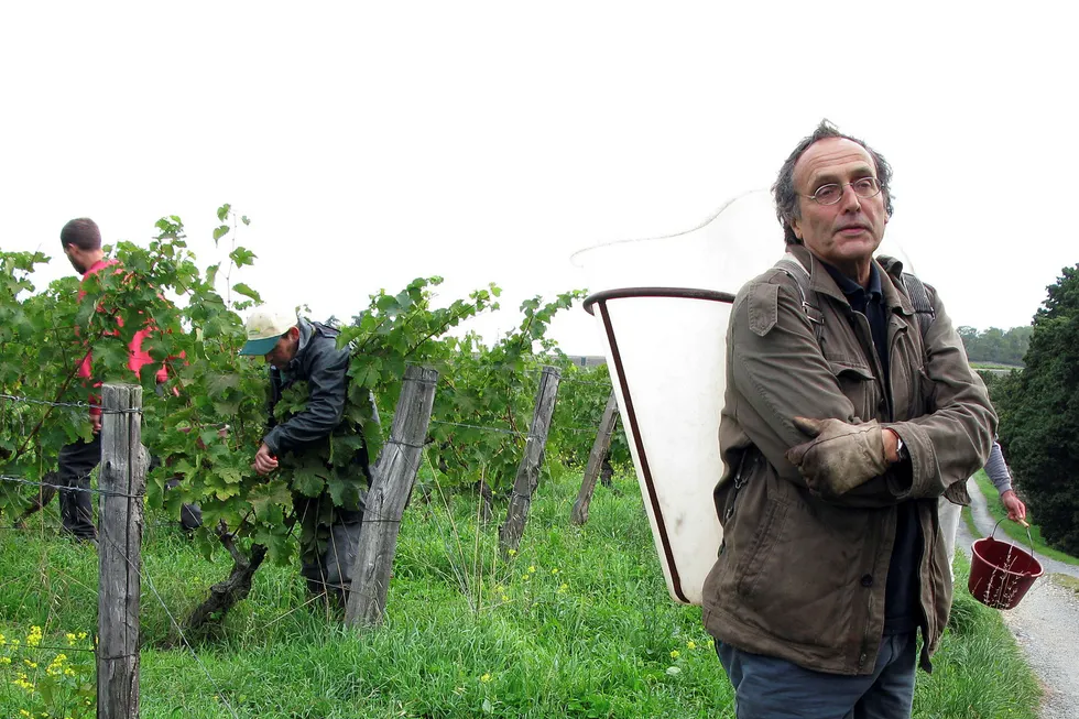 Fransk vinproduksjon, som her ved vingården Coulée de Serran i Savennières, rammes av dårlig vær. Her vinmakeren Nicolas Joly, som jobber ute i den biodynamiske vingården. Foto: Berit Keilen/NTB Scanpix