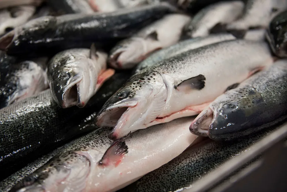 Grieg Seafood slaktet 20.917 tonn med laks i fjerde kvartal Foto: Per Ståle Bugjerde