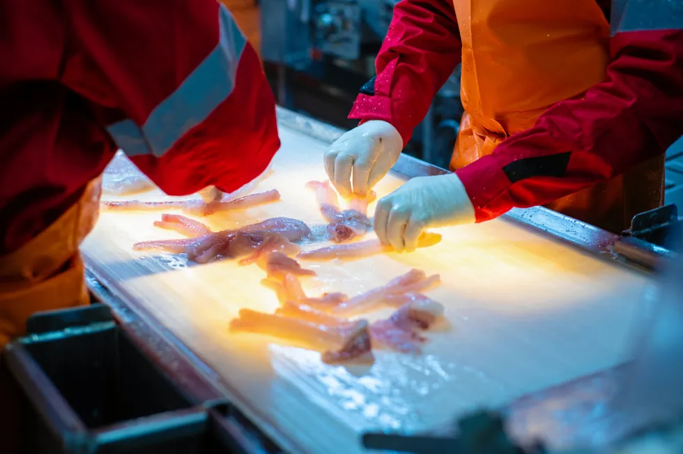 Pollock now accounts for almost 36 percent of Russia’s total catch, making the species the country’s main commercial seafood product.