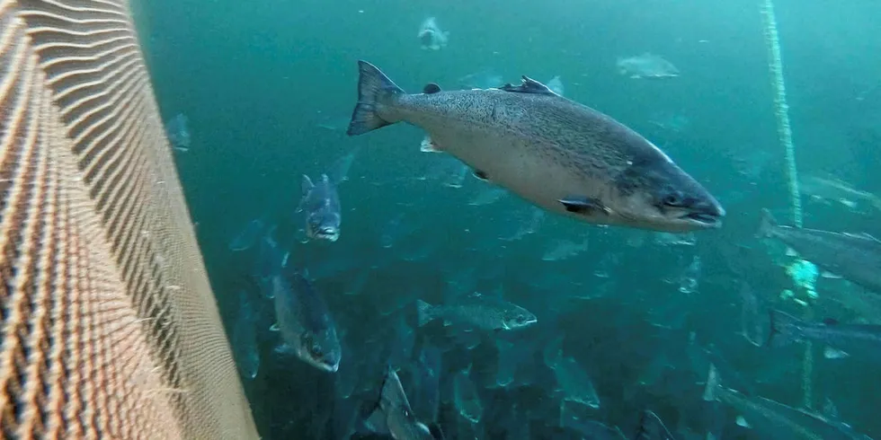 This one's not going anywhere, but over 2 million other farmed salmon escaped their netpens.