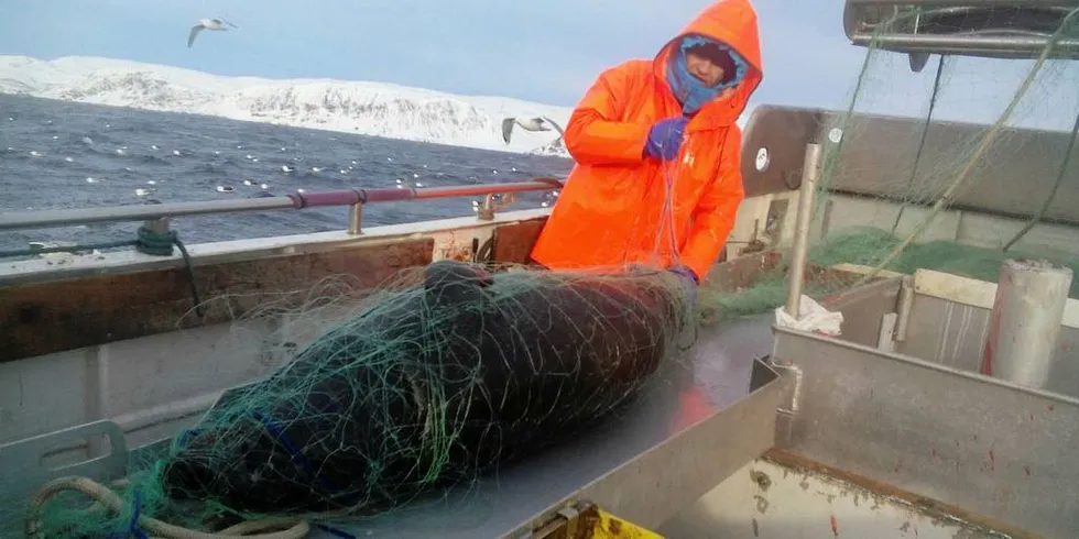 INGEN SKYLD: Sjarkfisker Sverre Pedersen fra Tana fortviler over at haverten spiser opp torskefangsten i Hopsfjorden/Tanafjorden. Ny forskning slår imidlertid fast at det ikke er kystselene som er skyld i kysttorskens problemer.Foto: Privat