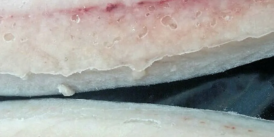 Dersom mer makrell skal bearbeides i Norge må industrien finne ut hvordan de skal få automatisk fjerning av tykkfiskbeinet i fisken.