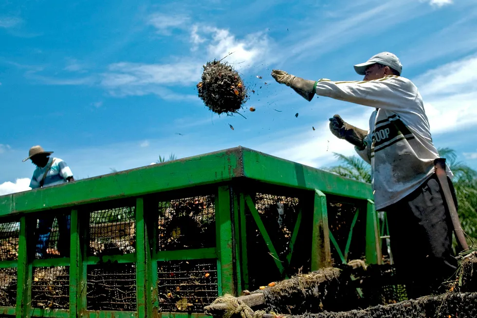 President Santos mål er å bygge statlige institusjoner med lov og orden på landsbygda. Avklaring og formalisering av eiendomsrett til jord er et hovedpunkt i fredsavtalen. Her fra en palmeoljefarm i Cumaral, Colombia. Foto: Alejandra Parra/Bloomberg