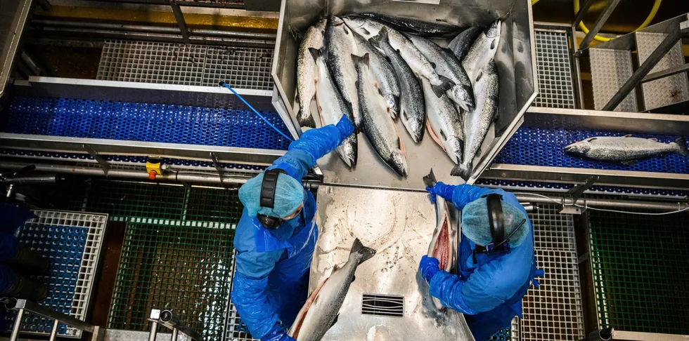 Listeria er en fryktet bakterie i all matindustri.