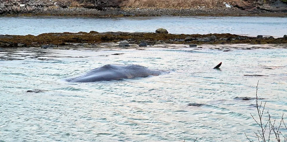 Odin Dybos ved Brønnøy brann- og redningsvesen var mandag med å sikre en død hval i fjæra på Hestøya.