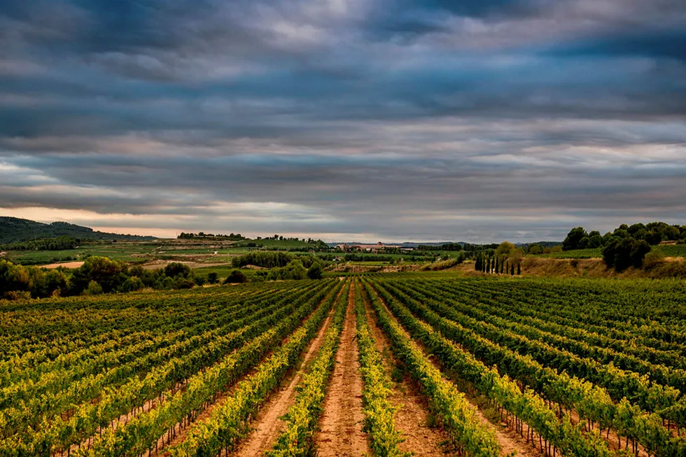 Sprudlende. Med chardonnay- og xarello-druer dyrket i vinregionen Penedes er Juvé y Camps blitt en av Spanias beste produsenter av cava. Foto: Juvé y Camps