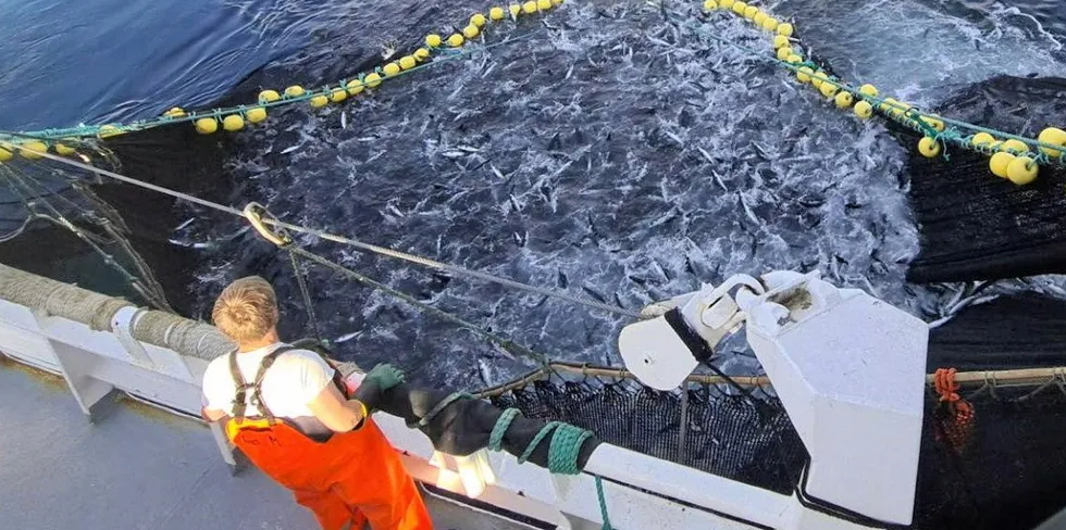 Makrellfisket er det mest lønnsomme i pelagisk sektor. Store og små båter deltar i et fiske som i år er verdt over fire milliarder for norske fiskere. Nå forhandles det om en like stor totalkvote neste år, men resultatet blir størst uten en avtale. Her er «Arnøyfjord» i makrellfiske i Andfjorden i juni.