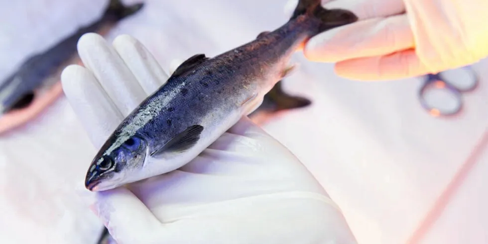 Laksesmolt: Smoltifisering er en gjennomgripende indre og ytre fysisk forandring der smålaksen, som er klekket og lever i ferskvann, skal forberede seg til livet i havet både på utsiden (skifter farge) og på innsiden (tilpasses saltvann).