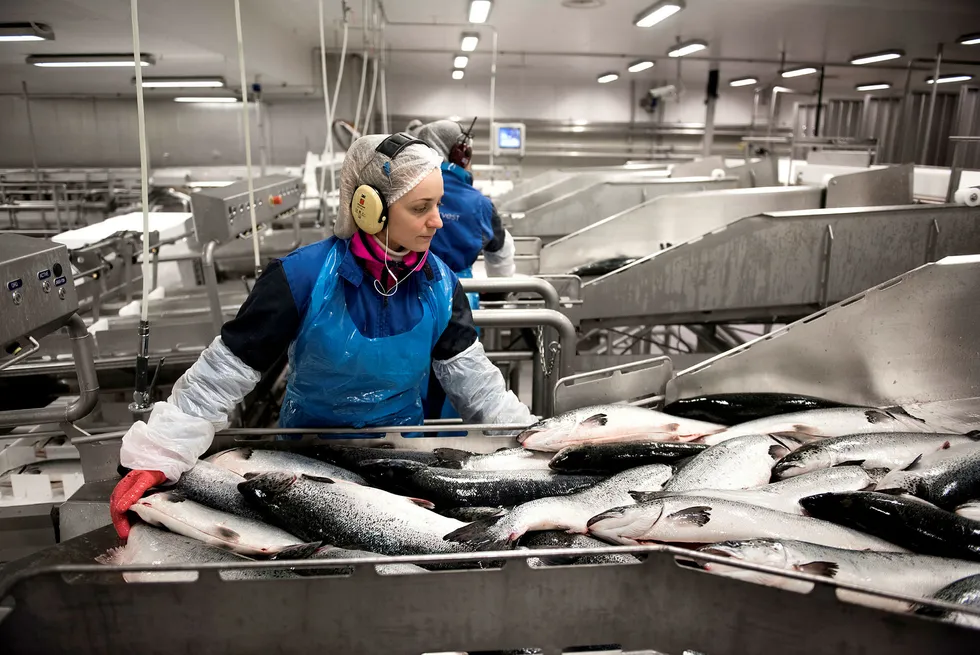 20 millioner tonn fisk som i dag går til fiskefôr, kunne 90 prosent blitt spist av mennesker, hevdes det. Det stemmer kanskje i teorien, men virkeligheten viser noe annet. Foto: Per Ståle Bugjerde