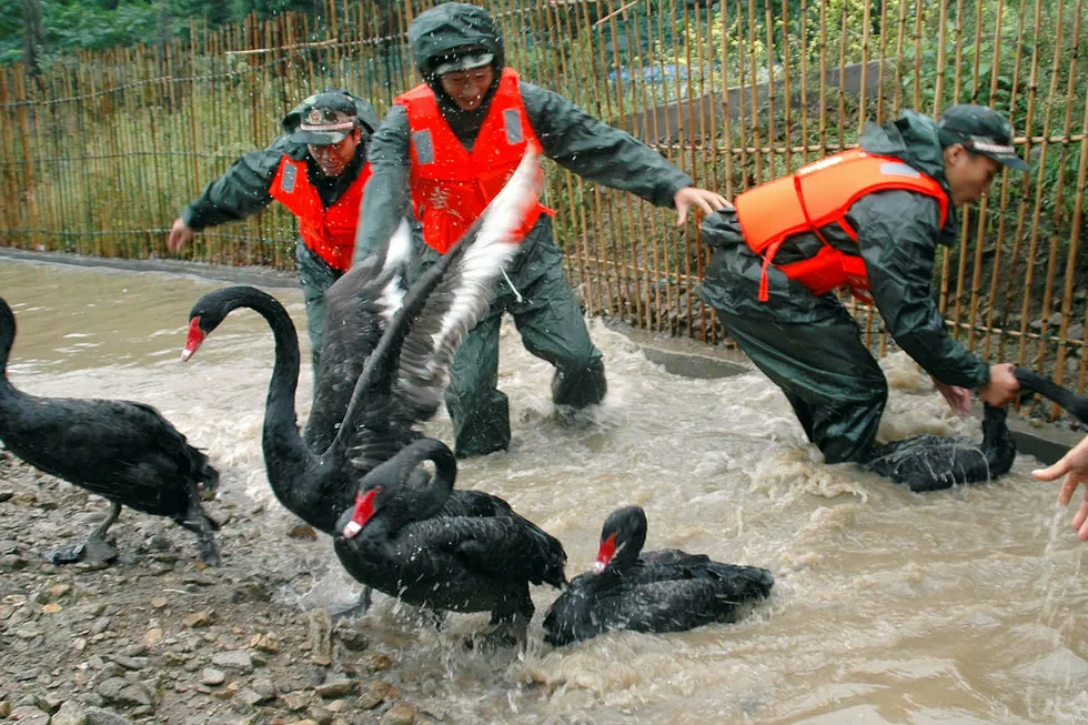 Kina forsøker å unngå at «sorte svaner» skal snike seg frem og utløse en finanskrise. – Det er vanskelig å forutsi markedsforstyrrelser, innrømmer Kinas mangeårige sentralbanksjef Zhou Xiaochuan, som gikk av tidligere i år. Her fra Wenling zoo i Taizhou i Kina.