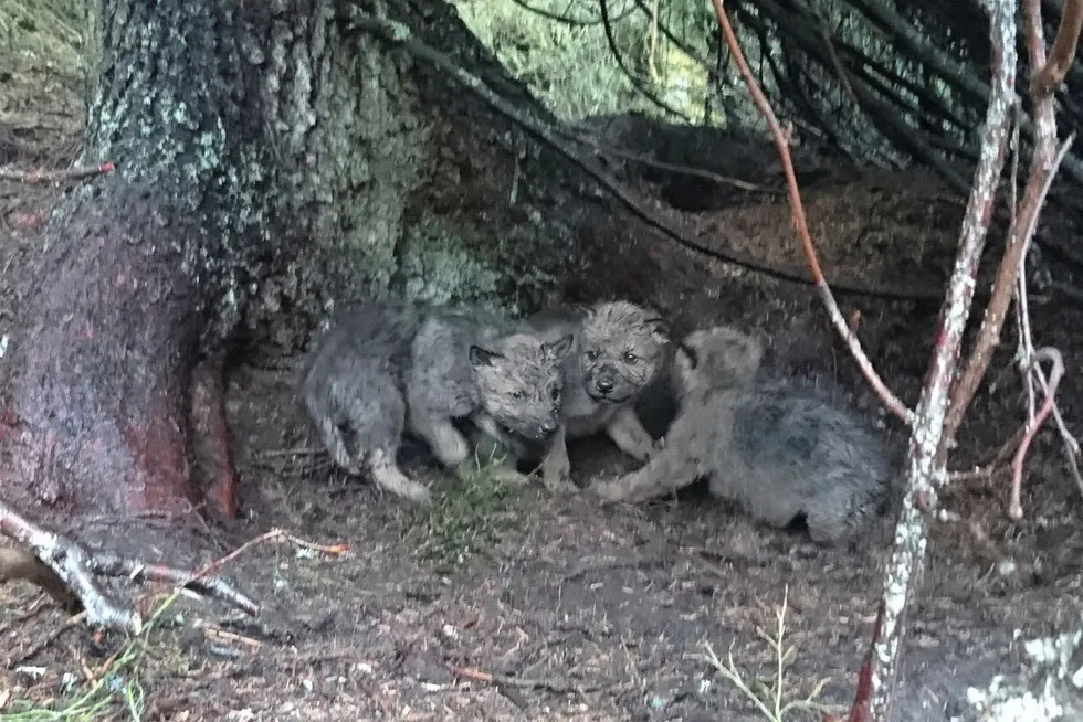 Ulvene formerer seg og her er tre ulvevalper i Osdalenreviret fotografert av Statens Naturoppsyn. Det er påvist til sammen tolv valper i Osdalenreviret og Slettåsreviret i forbindelse med forvaltningens GPS-merking av ulv i områdene. Foto: Statens Naturoppsyn