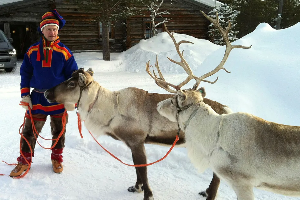 Grazing impacted: a Sami handler in traditional clothing holds two of his herd