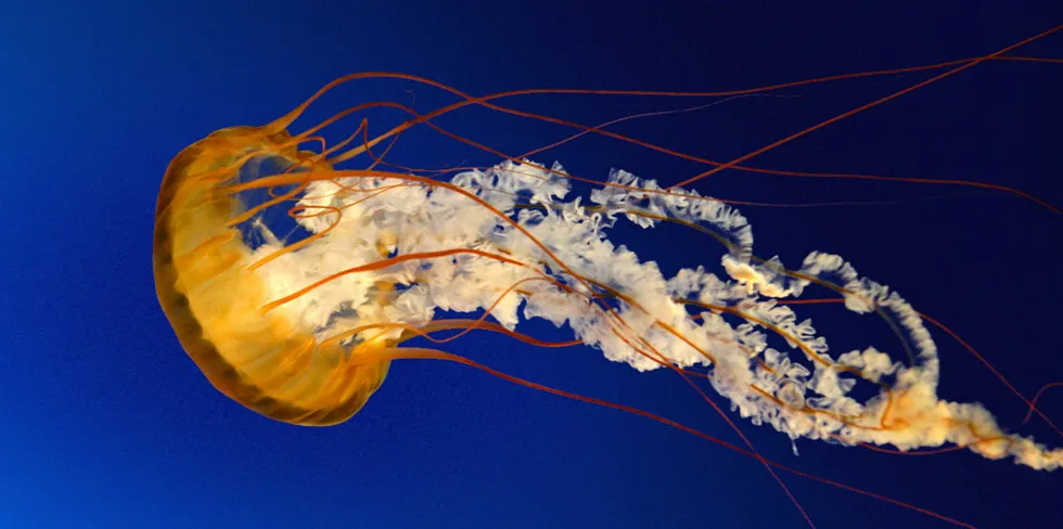 The jelly-fish swims driven by an internal 'pulse-jet' mechanism