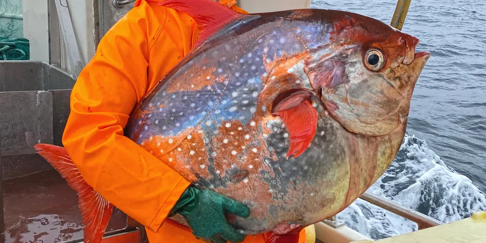 Da de var ute for å fange breiflabb i garnet, fanget fiskerne Øystein Færestrand (36) og Marius Borgund (19) en uvanlig fisk, nemlig en laksestørje. Fisken ble tatt ved Kråkenes fyr i Vestland og levert til Snorre Seafood AS på Raudeberg.