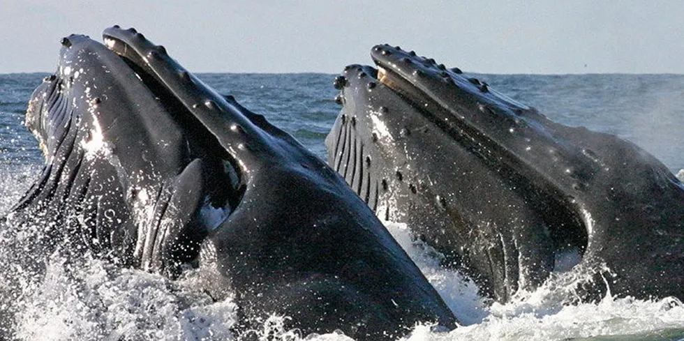 Activists are concerned about potential impacts of offshore wind on whales