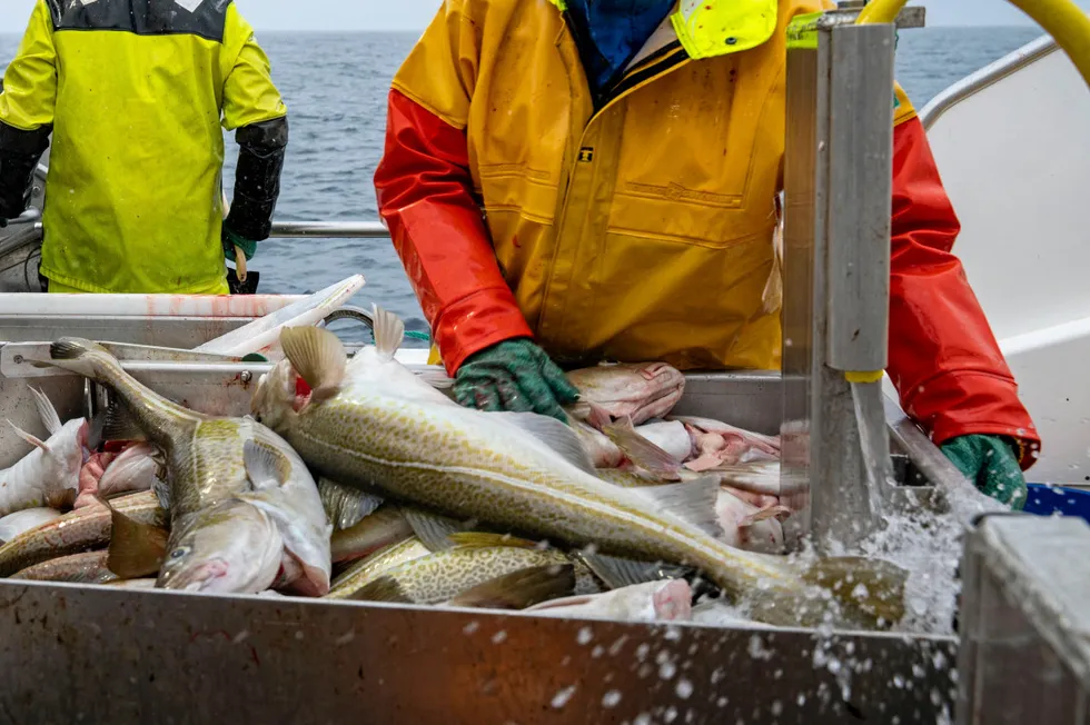 Nofima fant store variasjoner, men blant funnene i en ny rapport var at fiskerne i snitt ikke fikk høyere priser for torsk fangstet i miljømerkede områder sammenlignet med områder som ikke er det.