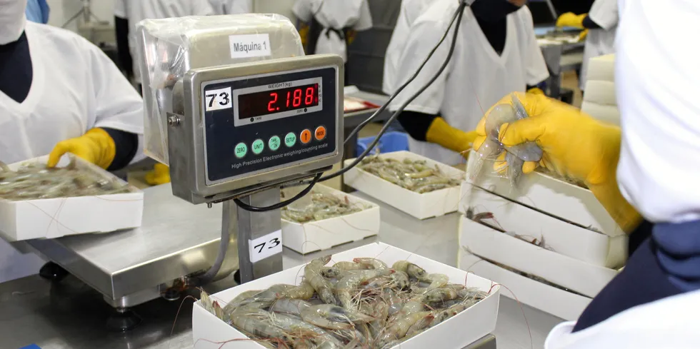 Ecuadorian shrimp is closing in on another annual export record.