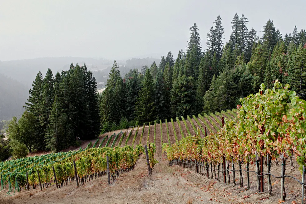 Vinmarkene i Sonoma ligger høyt oppe over Stillehavet og byr på kjøligere temperaturer. Det gir delikate og raffinerte viner. Foto: Sune Eriksen