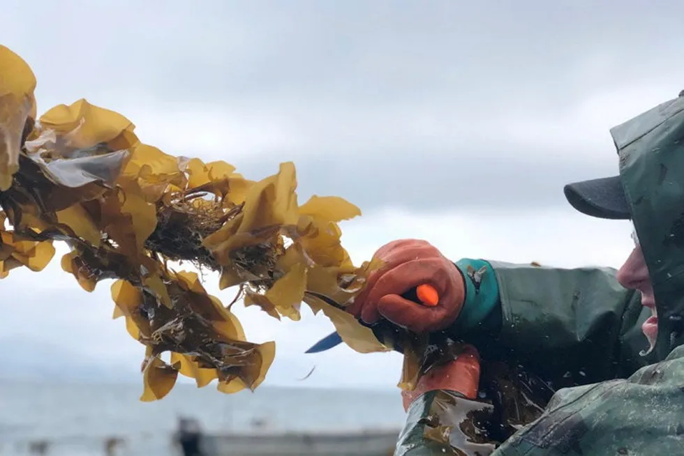 ""I think we are the first major seaweed company to list in Europe. I have not seen any other public seaweed companies in the United Kingdom or Europe," Ocean Harvest Technology CEO Mark Williams said.