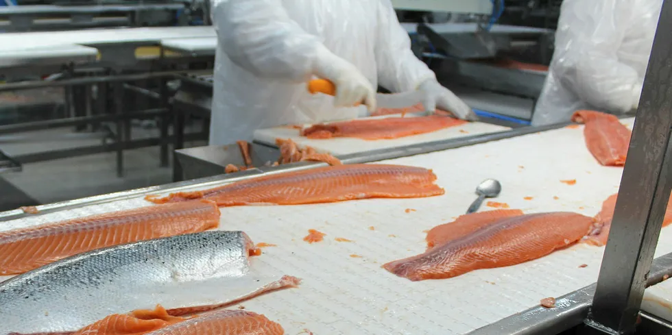 AquaChile's Atlantic salmon processing plant