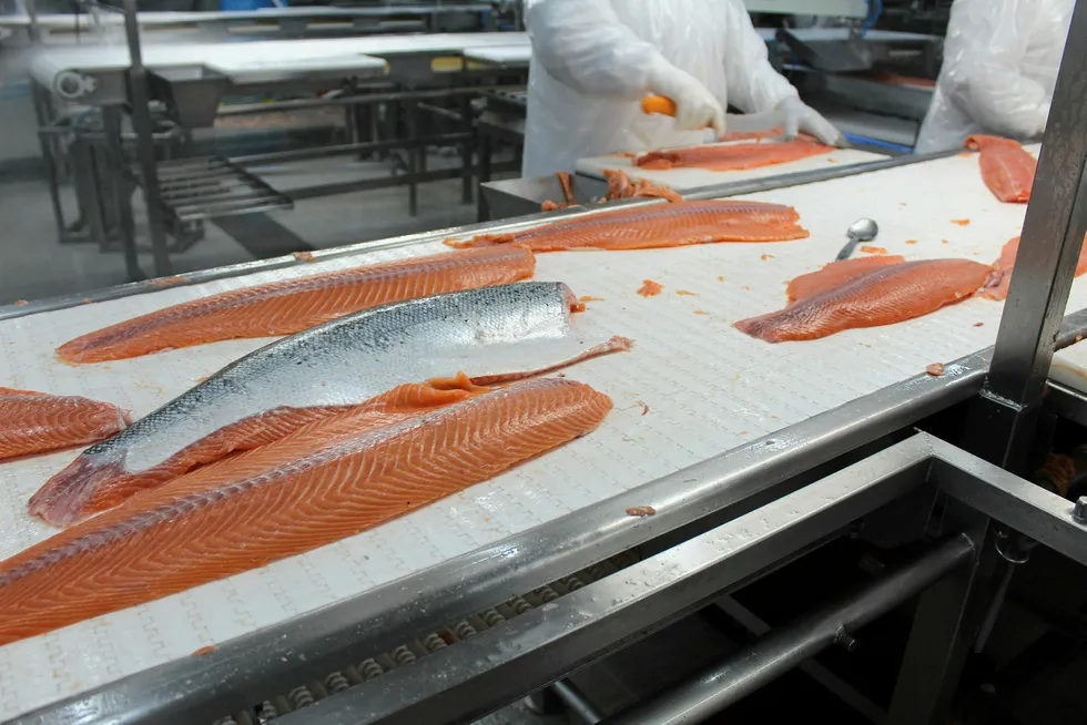 AquaChile's Atlantic salmon processing plant