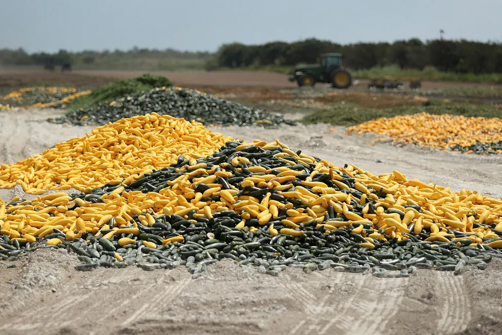 FLORIDA CITY, FLORIDA - APRIL 01: A pile of zucchini and squash is seen after it was discarded by a farmer on April 01, 2020 in Florida City, Florida. Many South Florida farmers are saying that the coronavirus pandemic has caused them to have to throw crops away due to less demand for produce in stores and restaurants. (Photo by Joe Raedle/Getty Images) x. x. Hauger av ulike typer