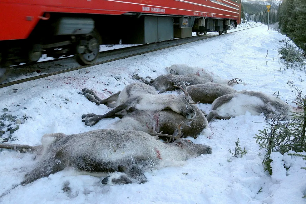 Over hundre reinsdyr ble påkjørt mellom Eiterstrøm og Mosjøen på Helgeland i november i fjor. Foto: John Erling Utsi/NTB scanpix