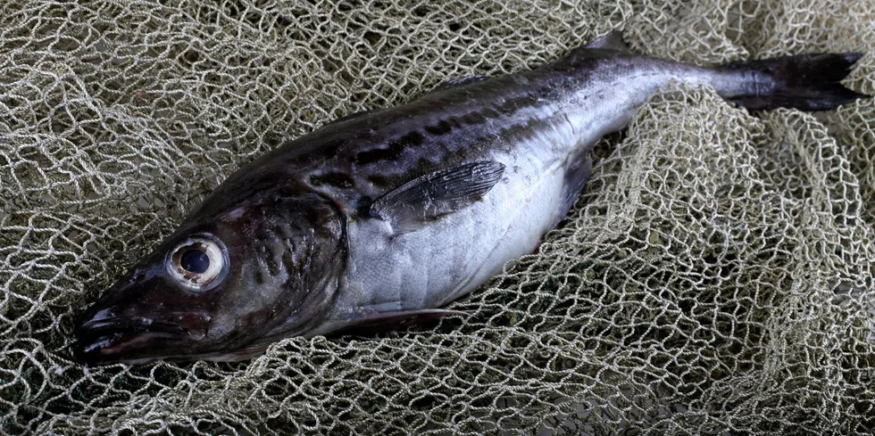 The Alaska pollock fishery is headed for a steep quota cut.