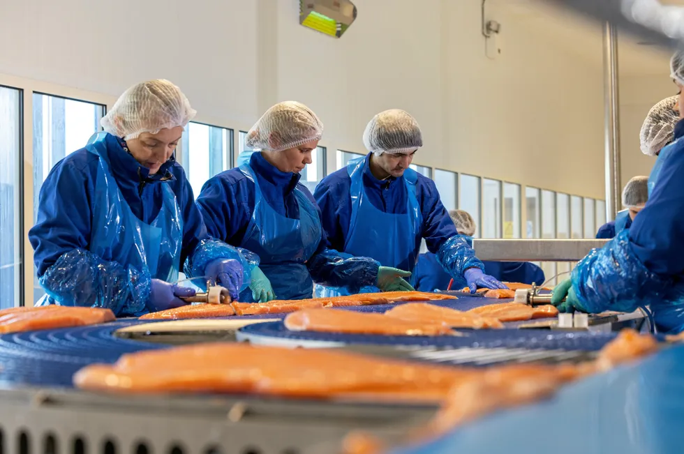 Selv om lakseprisene faller videre, er de fortsatt på et relativt høyt nivå. Dette bildet er tatt ved First Seafood sitt foredlingsanlegg i Bergen for noen uker siden, og har ingen direkte sammenheng med artikkelen.