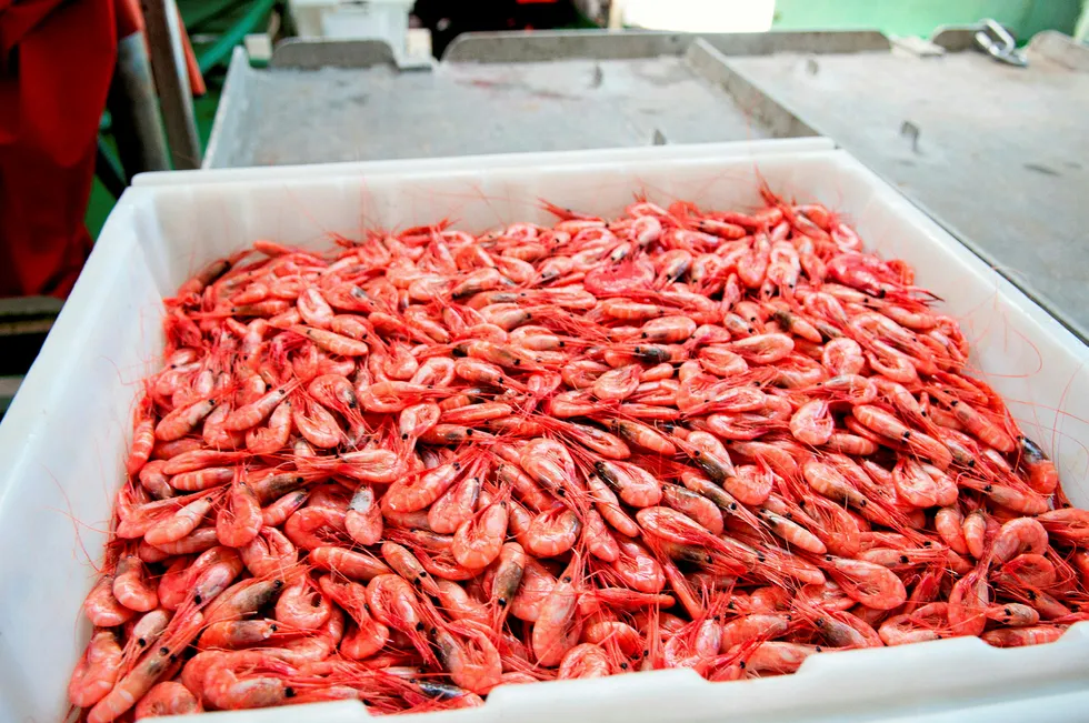 Russian and Norwegian vessels catch shrimp in the Barents Sea without a quota system in place.