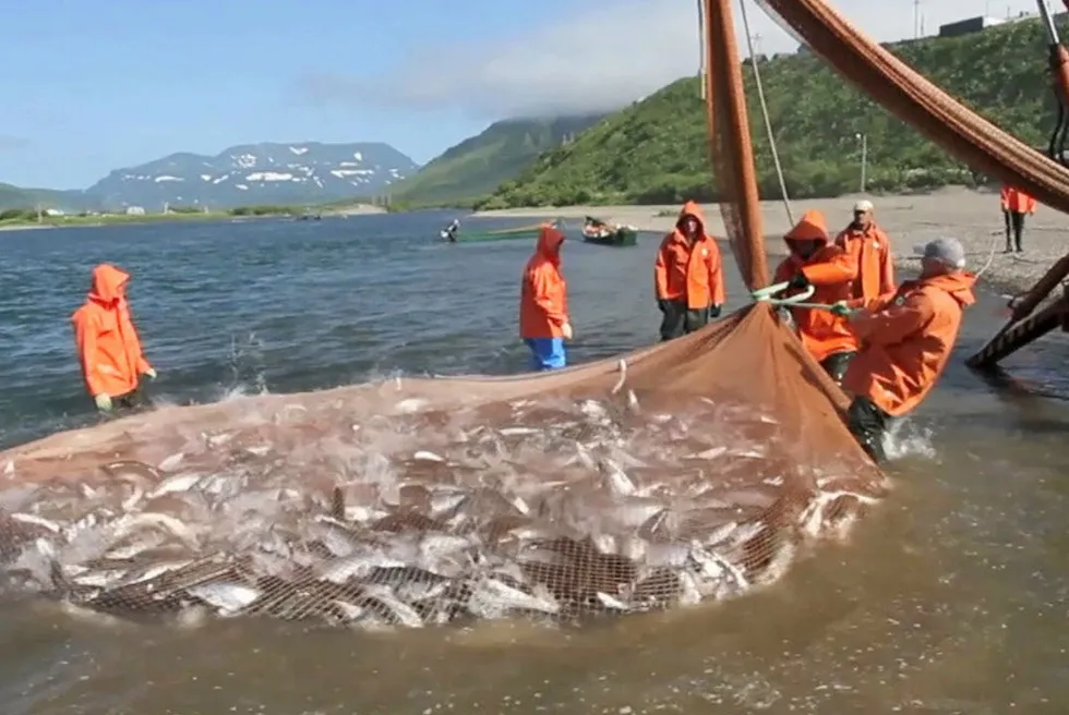 Salmon is hauled into the shore in Kamchatka, a volcanic peninsula in Russia's Far East. This season to date, the wild salmon harvest is lagging forecasts.