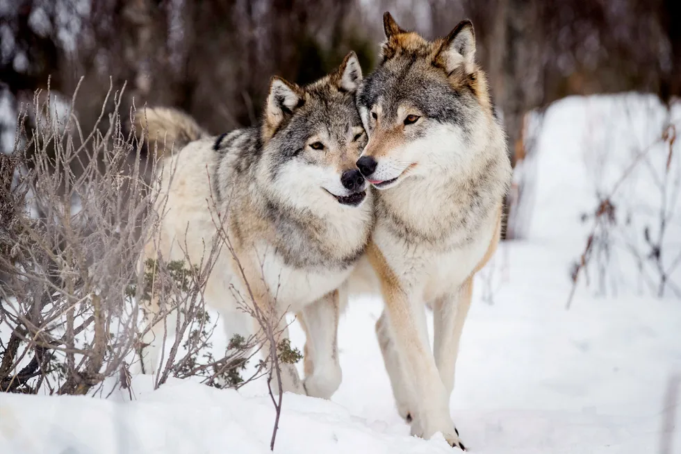 Basert på erstatningsutbetalingene fra staten, dreper ulven mindre sau enn før i Norge. Foto: Heiko Junge/NTB Scanpix