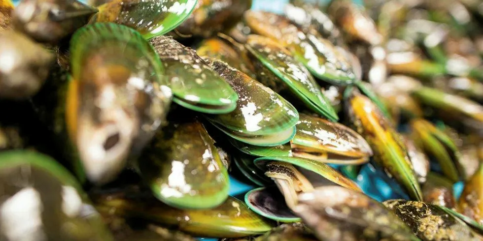 New Zealand greenshell mussels.