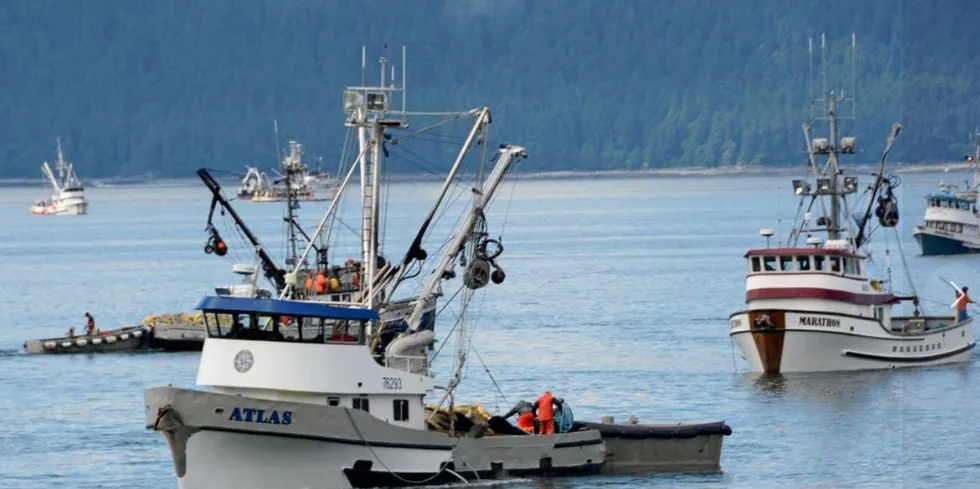 Southeast Alaska is having a banner fish salmon fishing year.