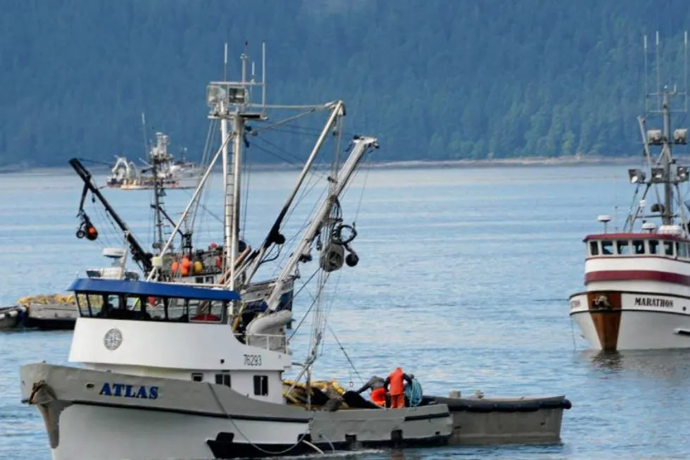 Southeast Alaska is having a banner fish salmon fishing year.