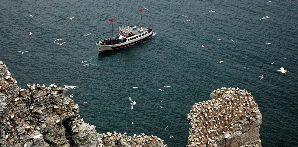 Seabirds including Kittiwake, Guillemots, Razorbill, Fulmars, Gannets and Puffins off East England